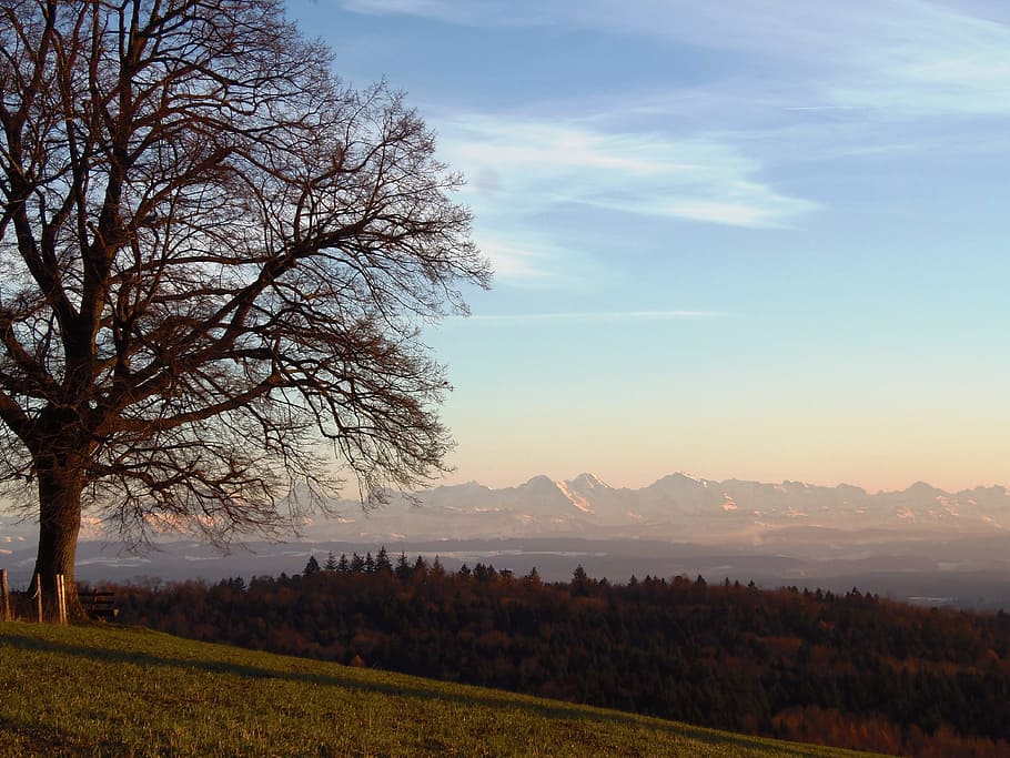 Alpine, Mittelland, Distant View, nature, tree, landscape, scenics HD wallpaper