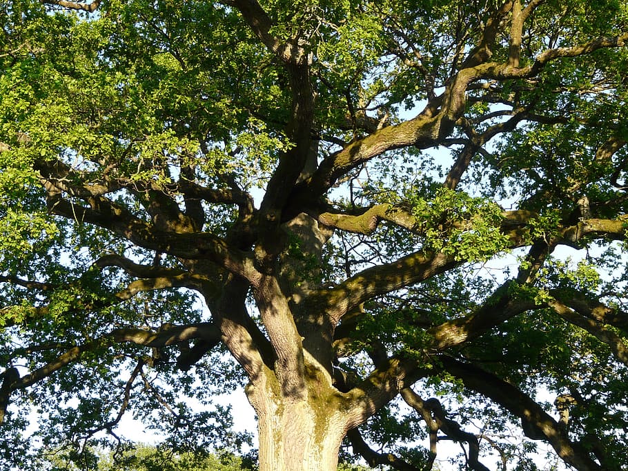 tree, oak, aesthetic, branches, tribe, large, huge, powerful