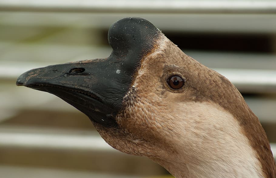 goose, poultry, beak, backyard, one animal, animal wildlife HD wallpaper