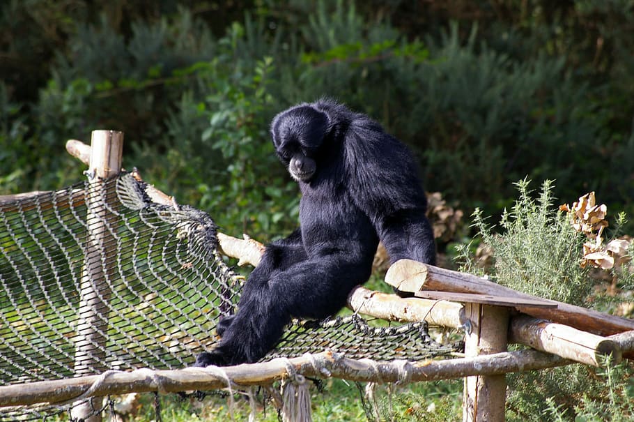 Zoo, Animals, Monkey, Primate, Tree, water, park, animal park HD wallpaper