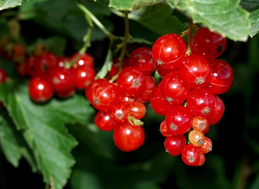 currants, red, fruit, food and drink, leaf, freshness, plant HD wallpaper