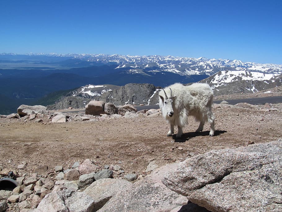 Mt, Evans, Evans, Colorado, Goat, Altitude, mountain, rocky, HD wallpaper