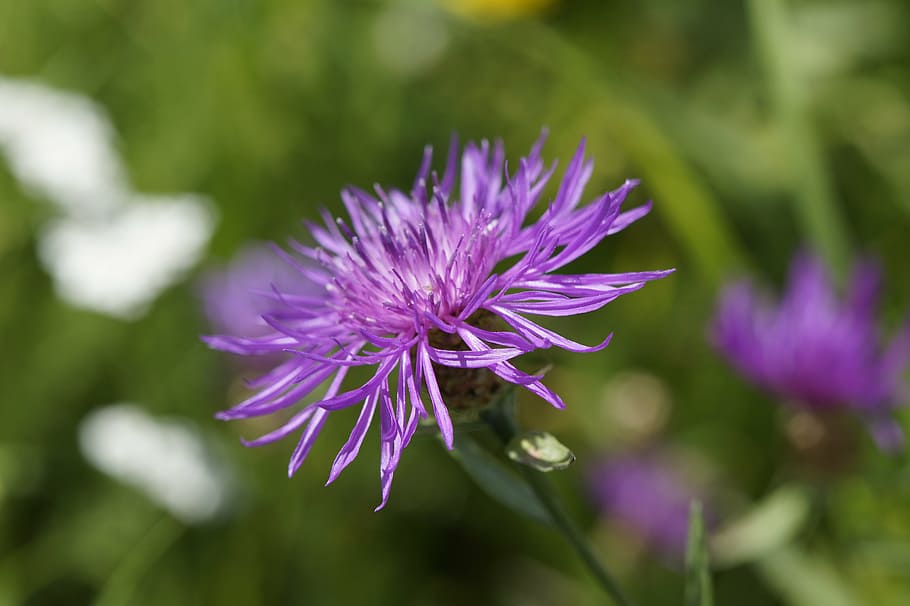 knapweed, wild plant, wild flower, pointed flower, purple, had knapweed, HD wallpaper