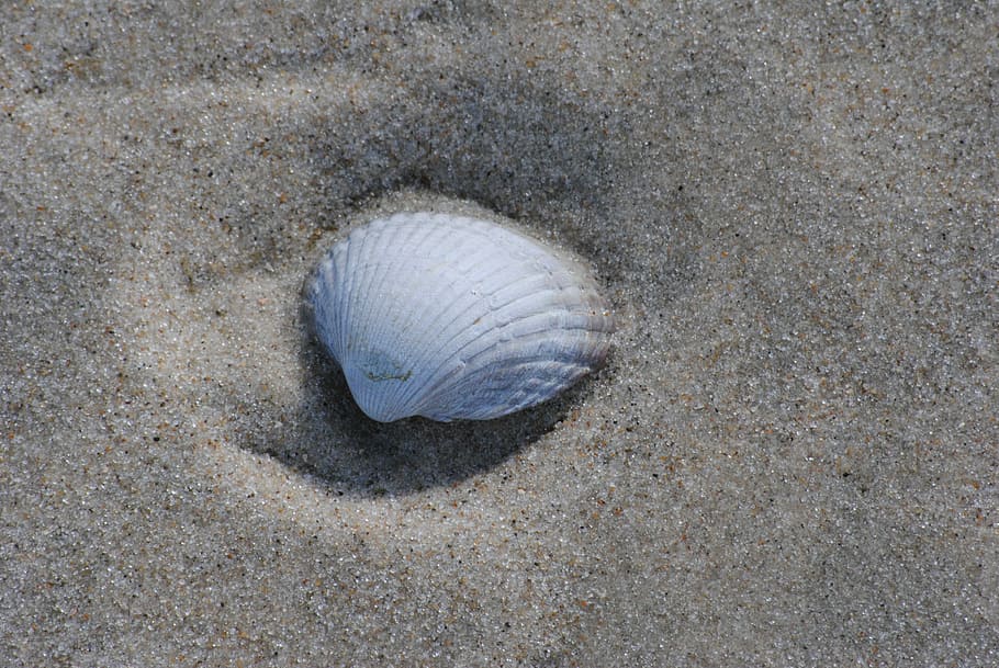 Shell, Sand, Beach, one animal, animal themes, high angle view HD wallpaper