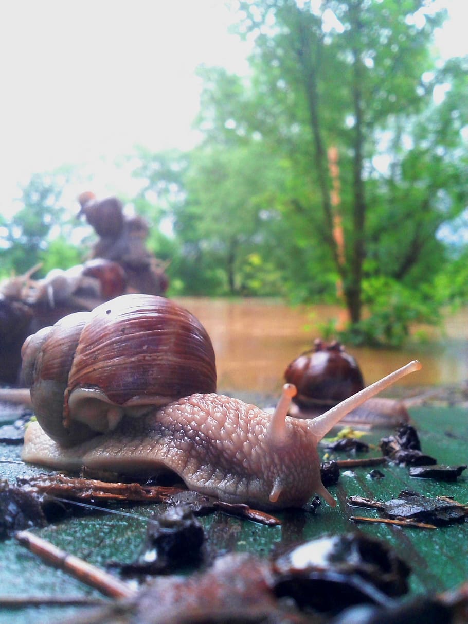 worm, snail, animal, flood, conch, mollusk, mess, group, nature, HD wallpaper