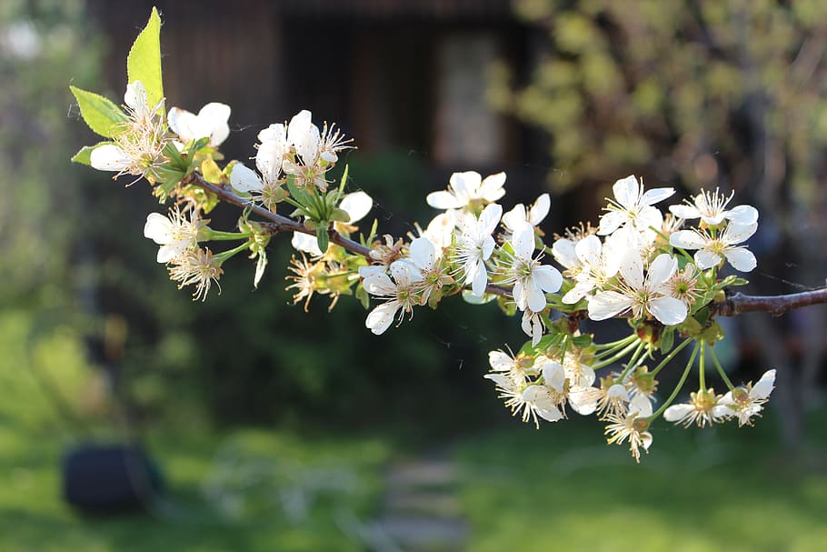 cherry, tree, spring, flowers, nature, flowering, sprig, white HD wallpaper