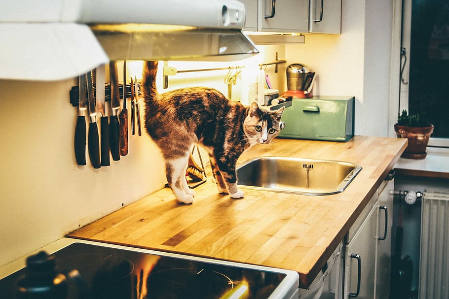 short-hair black cat on the brown snk, cat beside sink, counter HD wallpaper