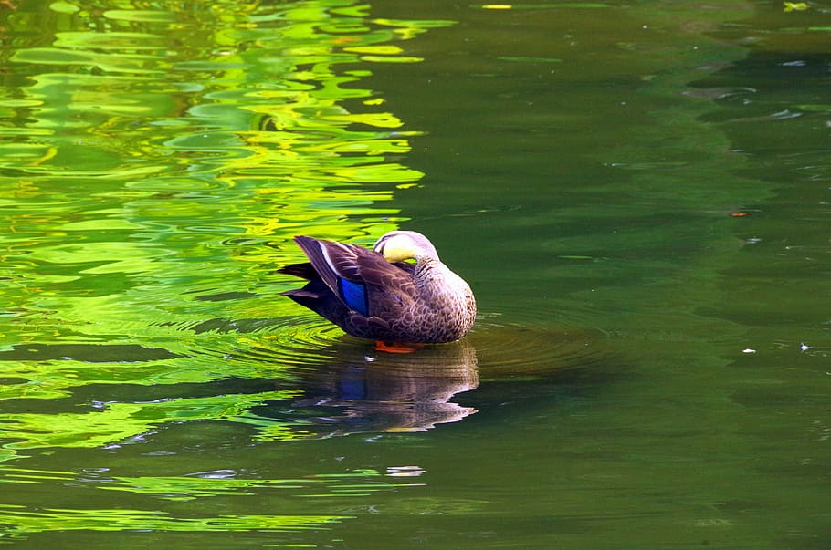 Pond, Water, Reflection, Bird, Waterside, green, one animal HD wallpaper