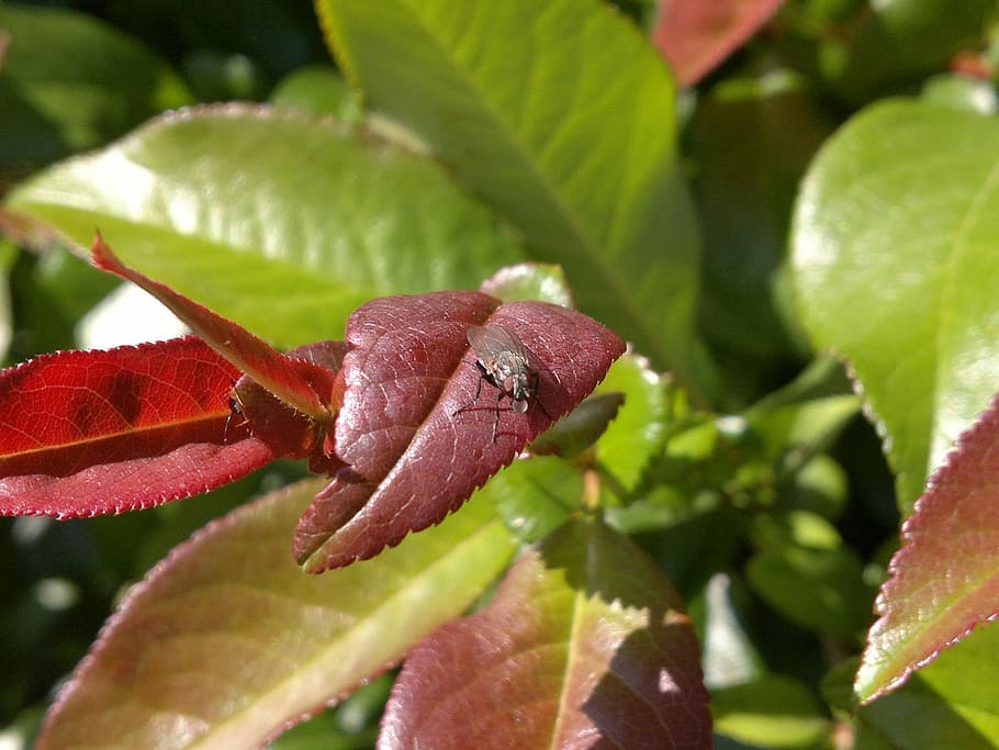 Insect, Fly, Nature, Animal, Macro, be, arthropod, insects HD wallpaper