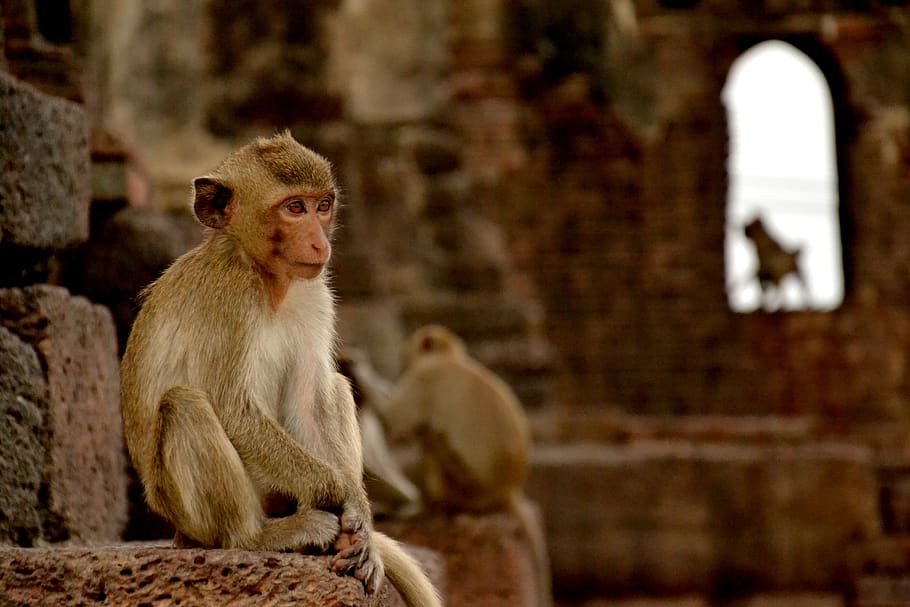monkey, lopburi, thailand, macaque, temple, primate, mammal, HD wallpaper