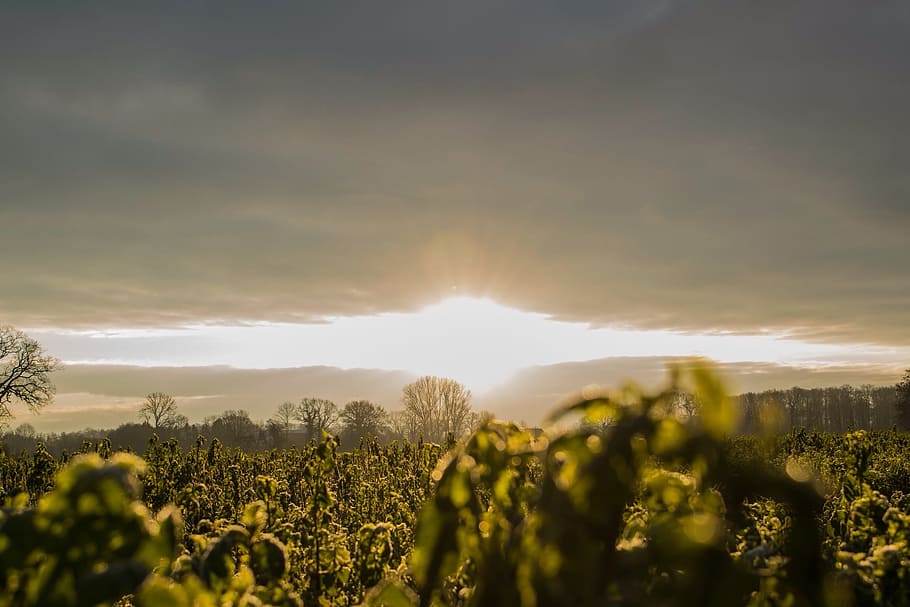 Sun, Light, Sky, Landscape, Golden, sunlight, mood, sunrise HD wallpaper