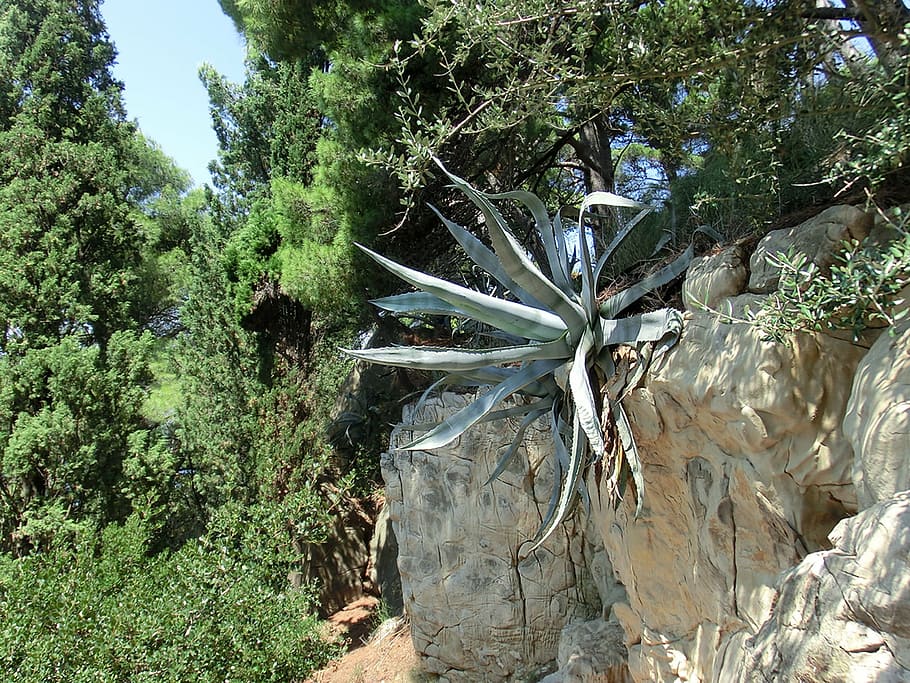 agave, succulent, plant, croatia, stone, island of krk, istria, HD wallpaper
