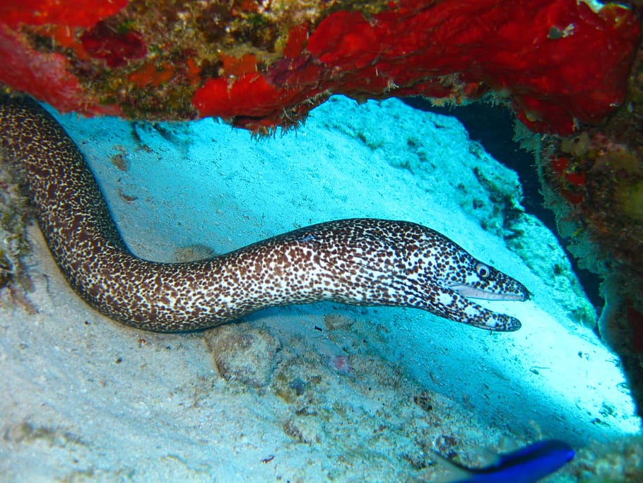 Eel, Underwater, Marine, Fish, Ocean, coral, nature, reef, scuba HD wallpaper