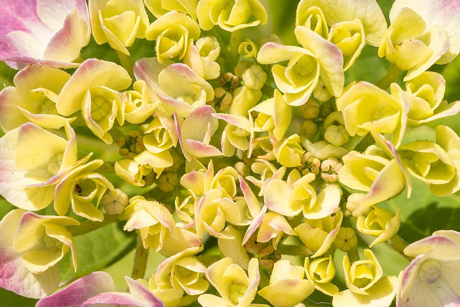 hydrangea, bloom, grow, bud, flower, green, pink, nature, garden HD wallpaper