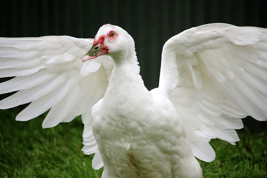 duck, wing, flutter, red beak, animal, animal themes, bird HD wallpaper