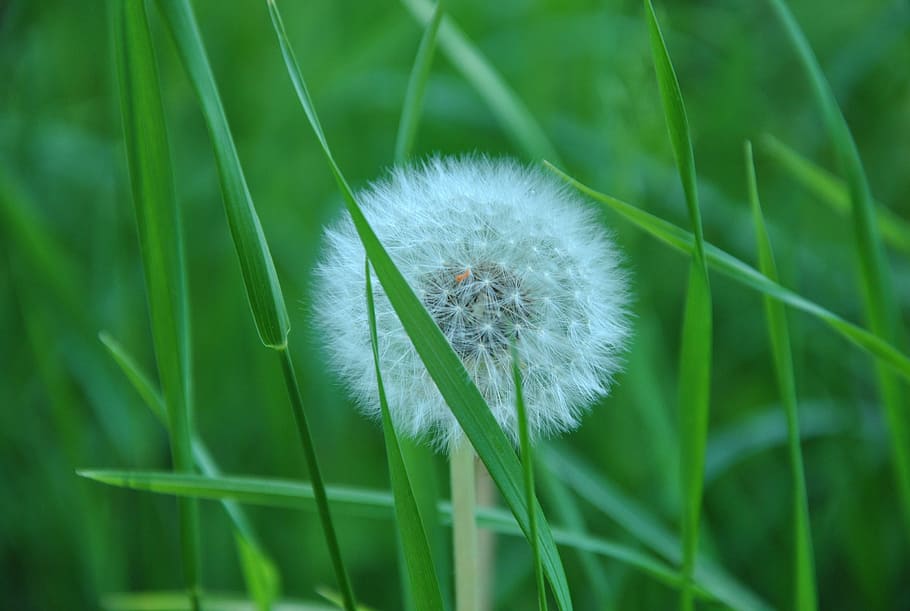 Dandelion, Grass, Spring, Meadow, common dandelion, flower HD wallpaper