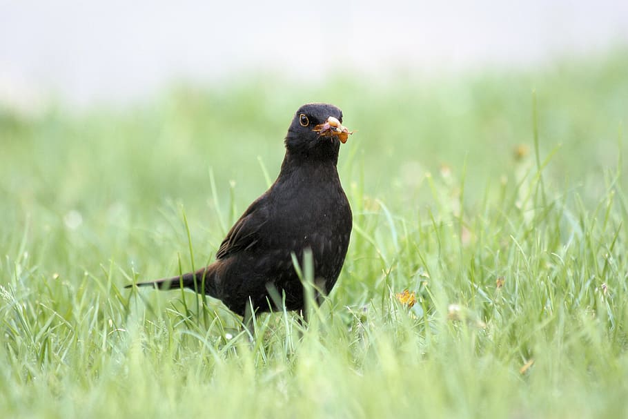 kos, bird, worm, grass, animal wildlife, animals in the wild HD wallpaper