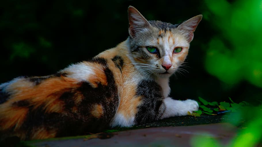 selective focus photography of calico cat, nature, animals, pet, HD wallpaper
