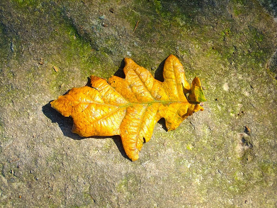 Leaf, Nature, Stone, Rock, Leaves, autumn, solitary, lonely HD wallpaper