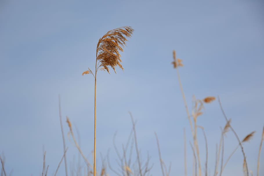 grass, dry, straw, yellow, the broom, winter, grey, blue, tosca HD wallpaper