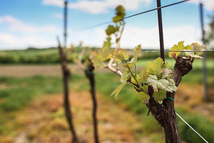 Wine Season, nature, vineyard, agriculture, grape, farm, rural Scene HD wallpaper