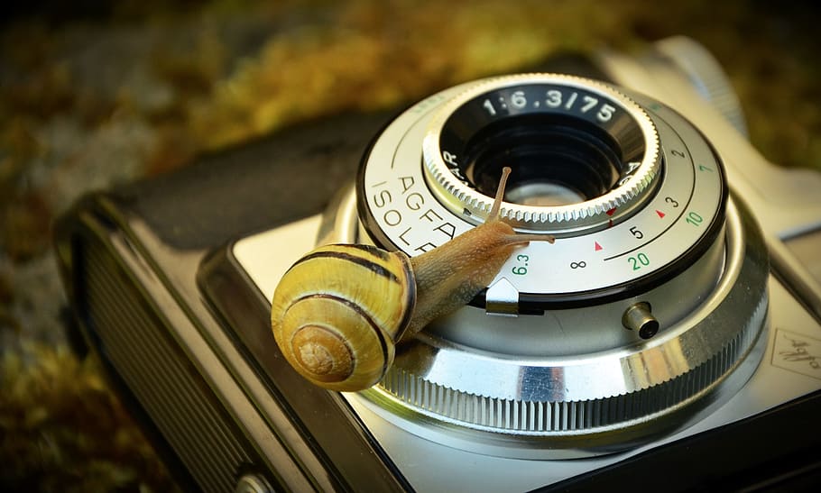 yellow and brown snail on silver SLR camera lens, old, antique, HD wallpaper
