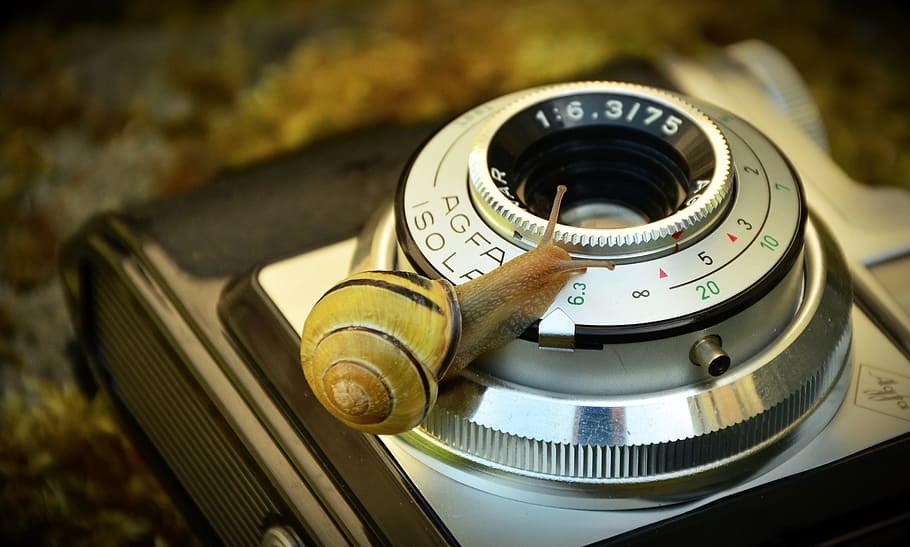 yellow and brown snail on silver SLR camera lens, old, antique HD wallpaper