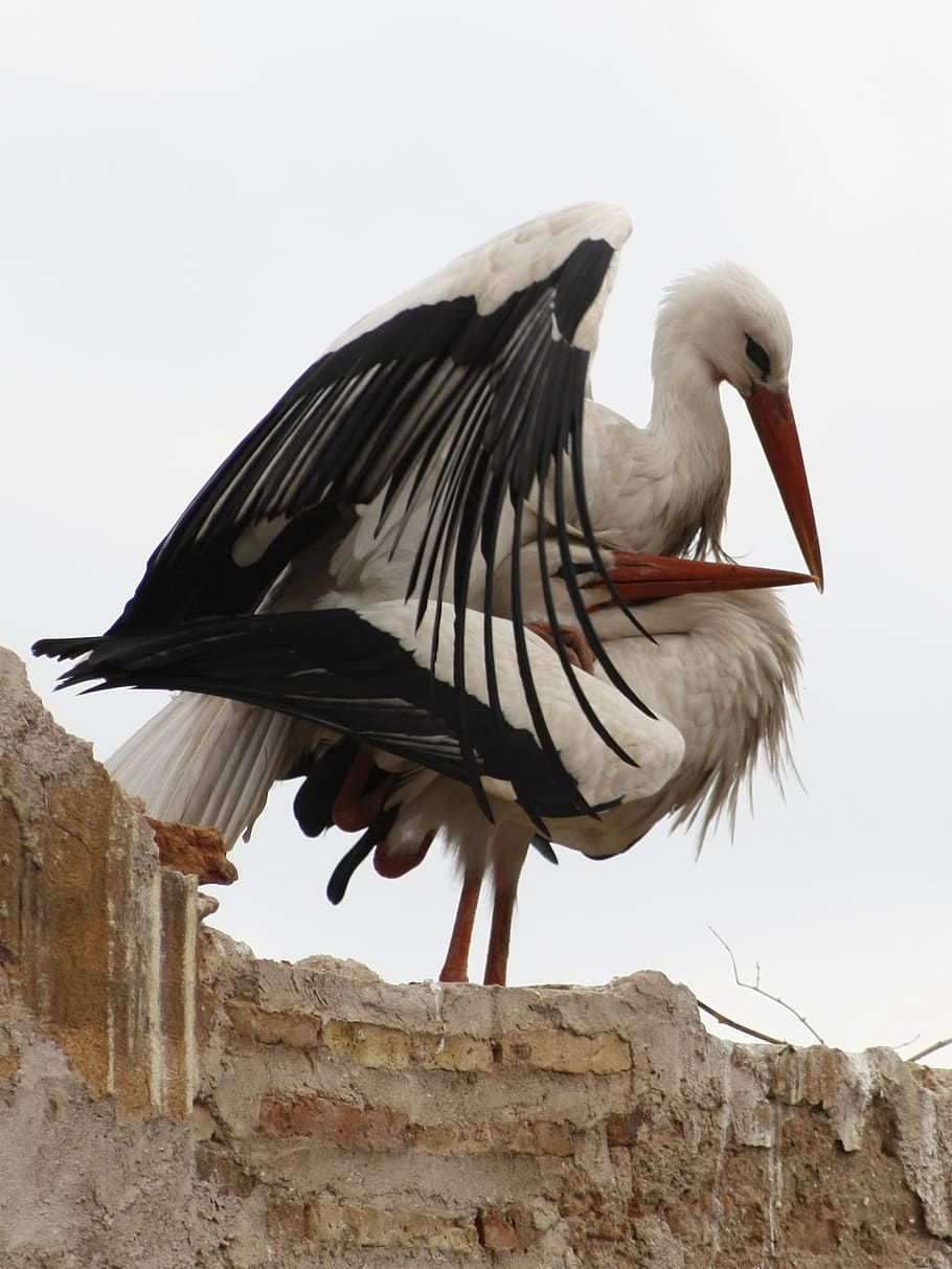 storks, marrakech, love game, bird, animal wildlife, animals in the wild HD wallpaper