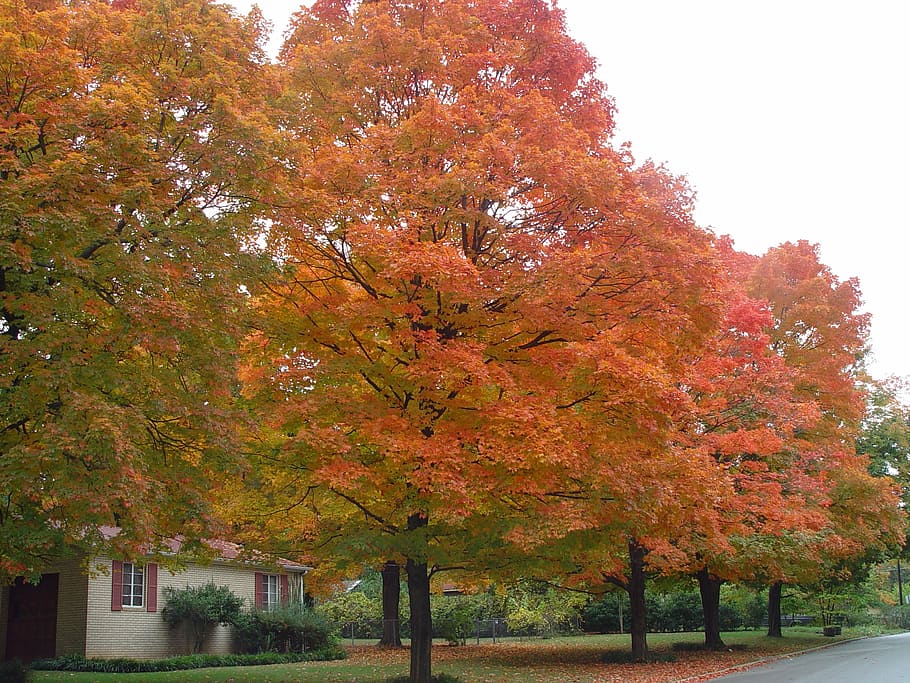 ozark, fall, colorful trees, october leaves, ozark scene, arkansas, HD wallpaper