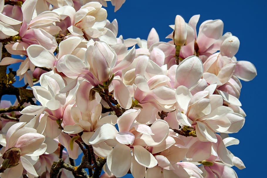 white-and-pink plumeria flowers wallpaper, tulip magnolia, tree, HD wallpaper
