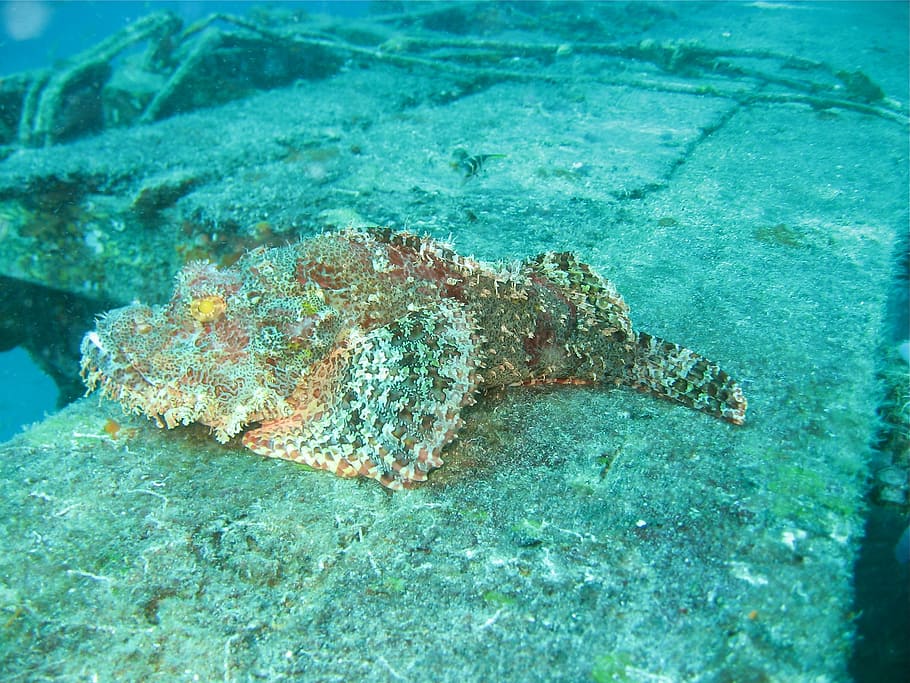 Borneo, Dive, stenfisk, sea, one animal, underwater, undersea HD wallpaper