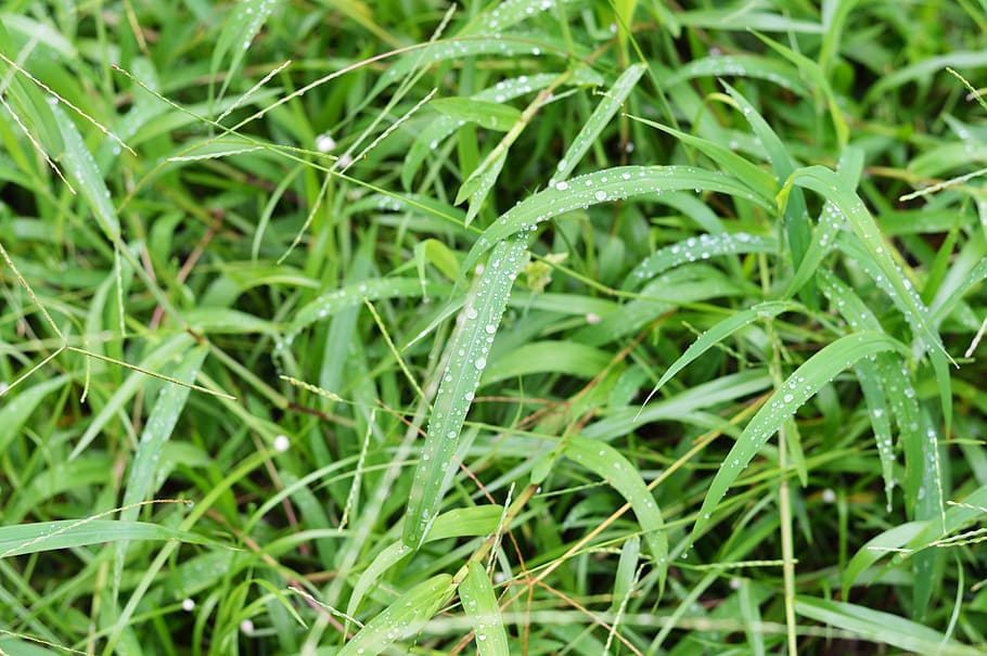 water, grass, leaves, dew, close-up, dewdrops, droplets, moisture HD wallpaper