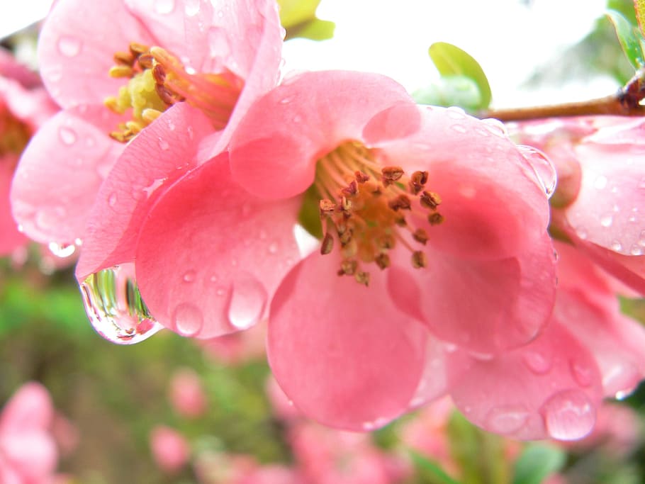 Raindrop, Flower, Pink, Raindrops, flower pink, nature, pink Color HD wallpaper