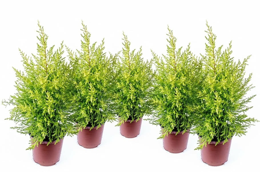 green leafed plants, alone, background, branch, christmas, conifer HD wallpaper