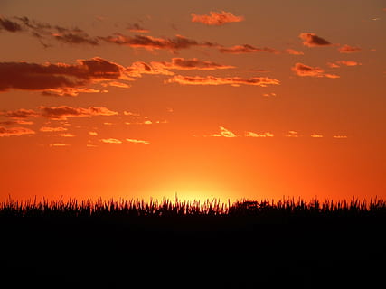 grass under golden hour, sunset, horizon, midwest, corn, american HD wallpaper