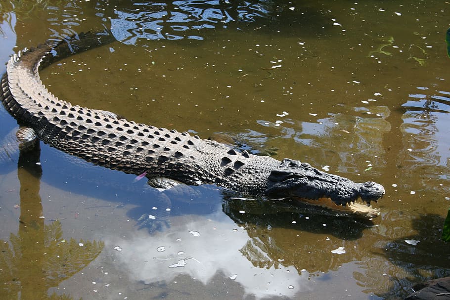 Cairns, Australia, Kuranda, Crocodile, one animal, reptile