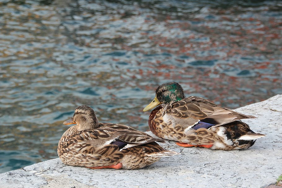 ducks, two, water, couple, drake, water bird, togetherness HD wallpaper
