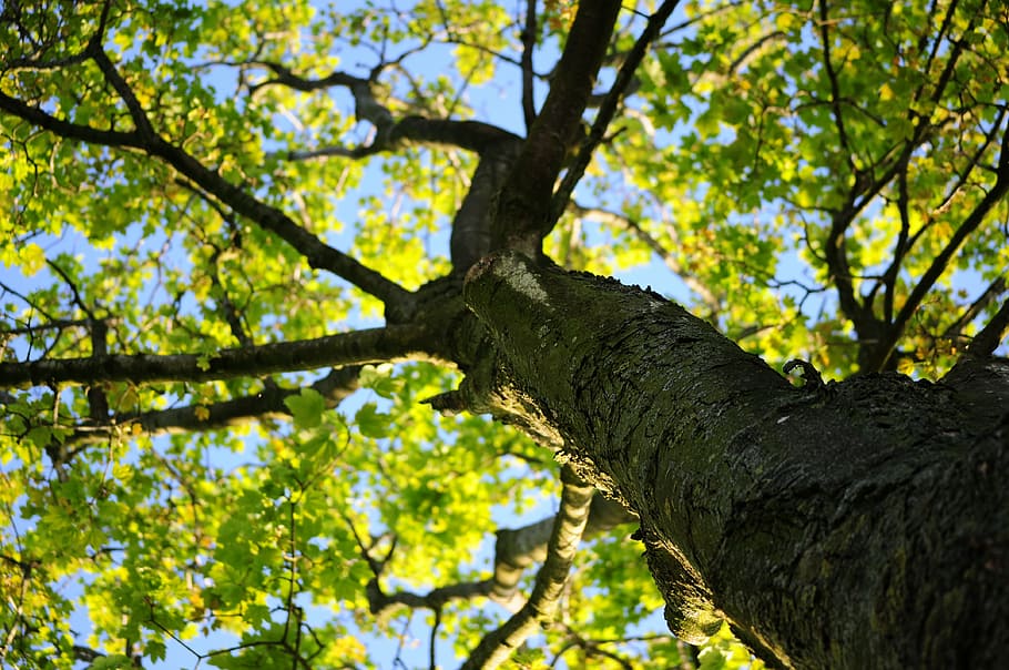 green leafed tree under blue sky, crown, maple, leafs, summer HD wallpaper