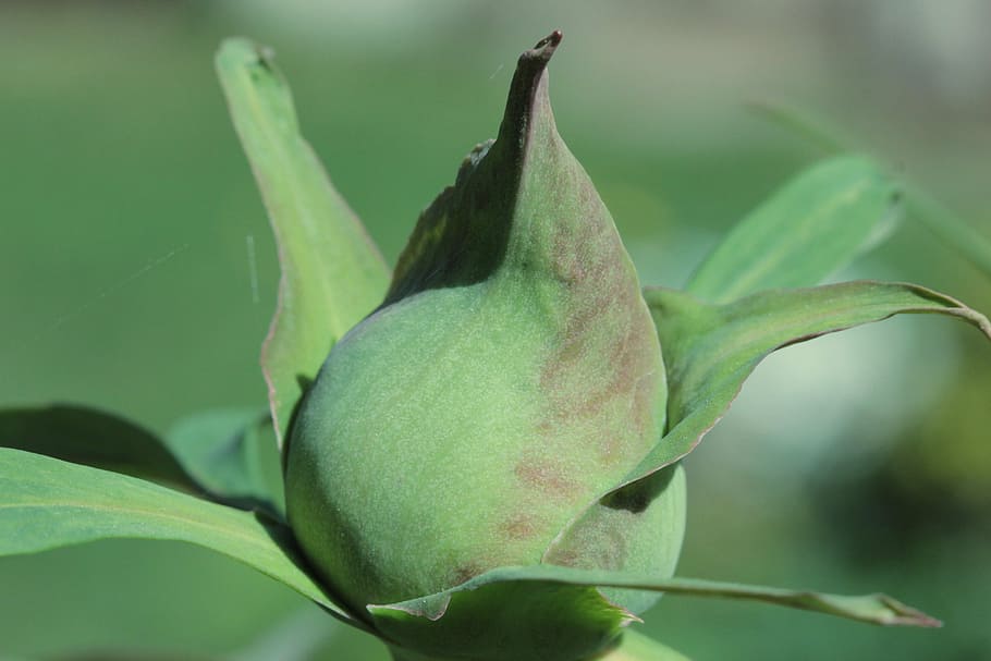 bud, peony, flora, green color, plant part, leaf, growth, close-up HD wallpaper