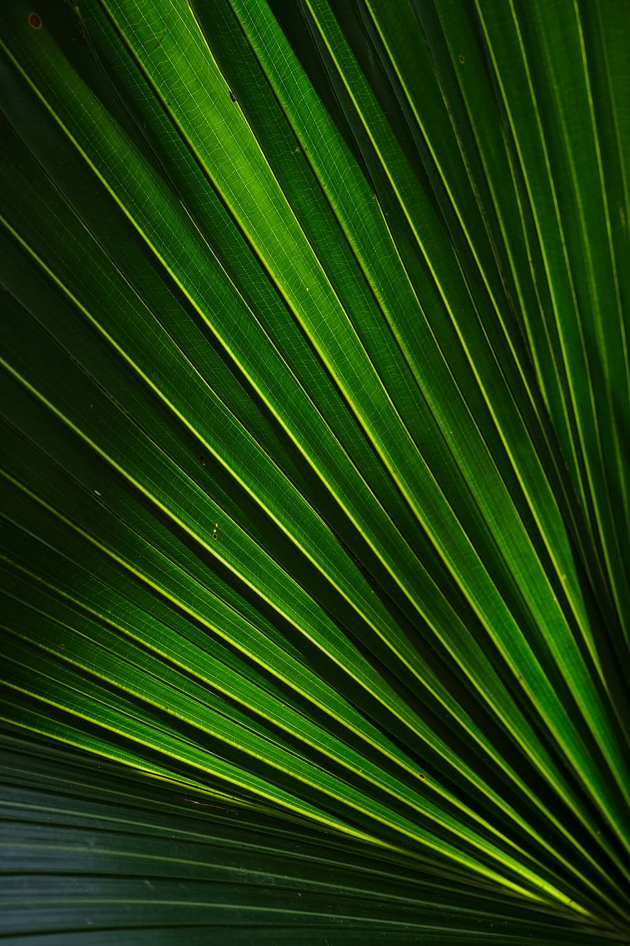 green leafed plant art, zoom photo of green plant, sunlight, shadow HD wallpaper