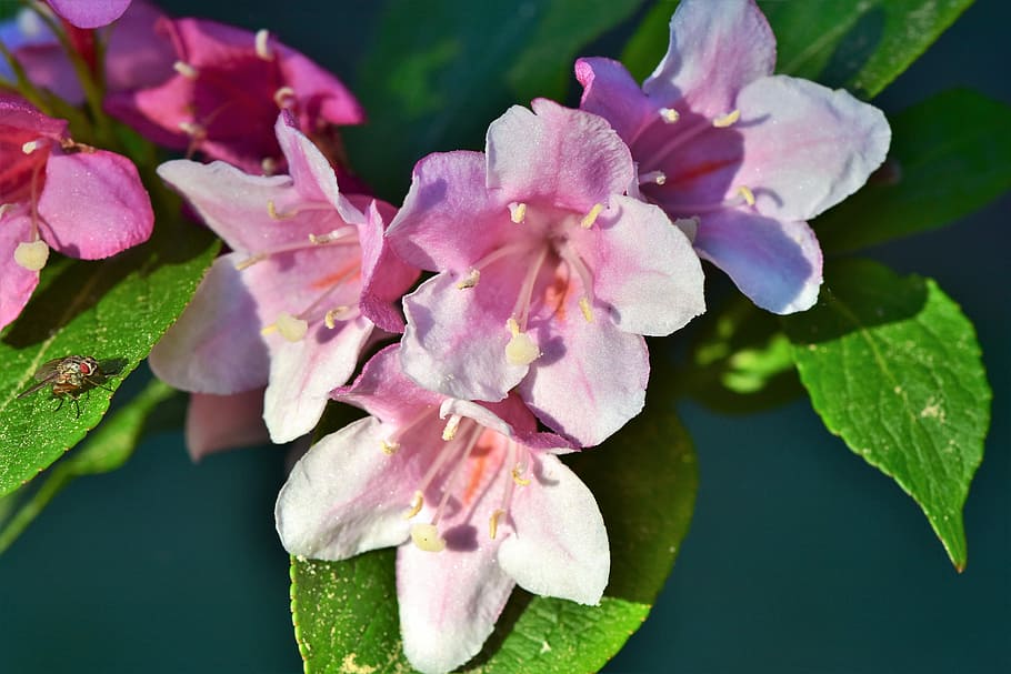 HD wallpaper: pink petaled flowers close-up photography, jasmin, jasmine  flower | Wallpaper Flare