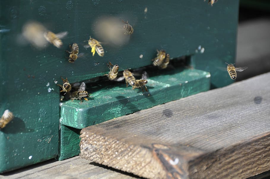 Bees, Flight, Beehive, Pollination, spring, collect pollen HD wallpaper