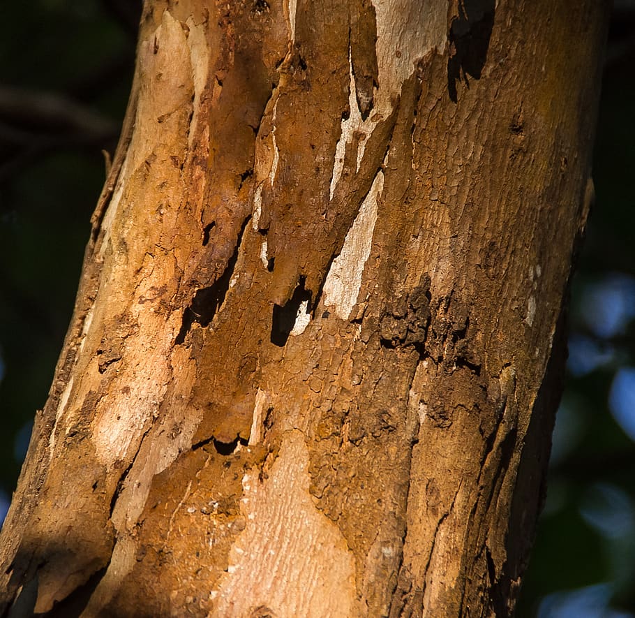 tree, bark, trunk, wood, brown, pattern, peeling, gum tree HD wallpaper