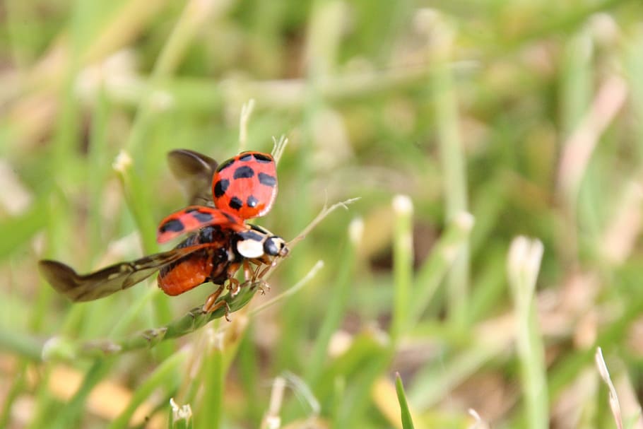 ladybug, departure, grass, red, beetle, animal themes, animal wildlife HD wallpaper