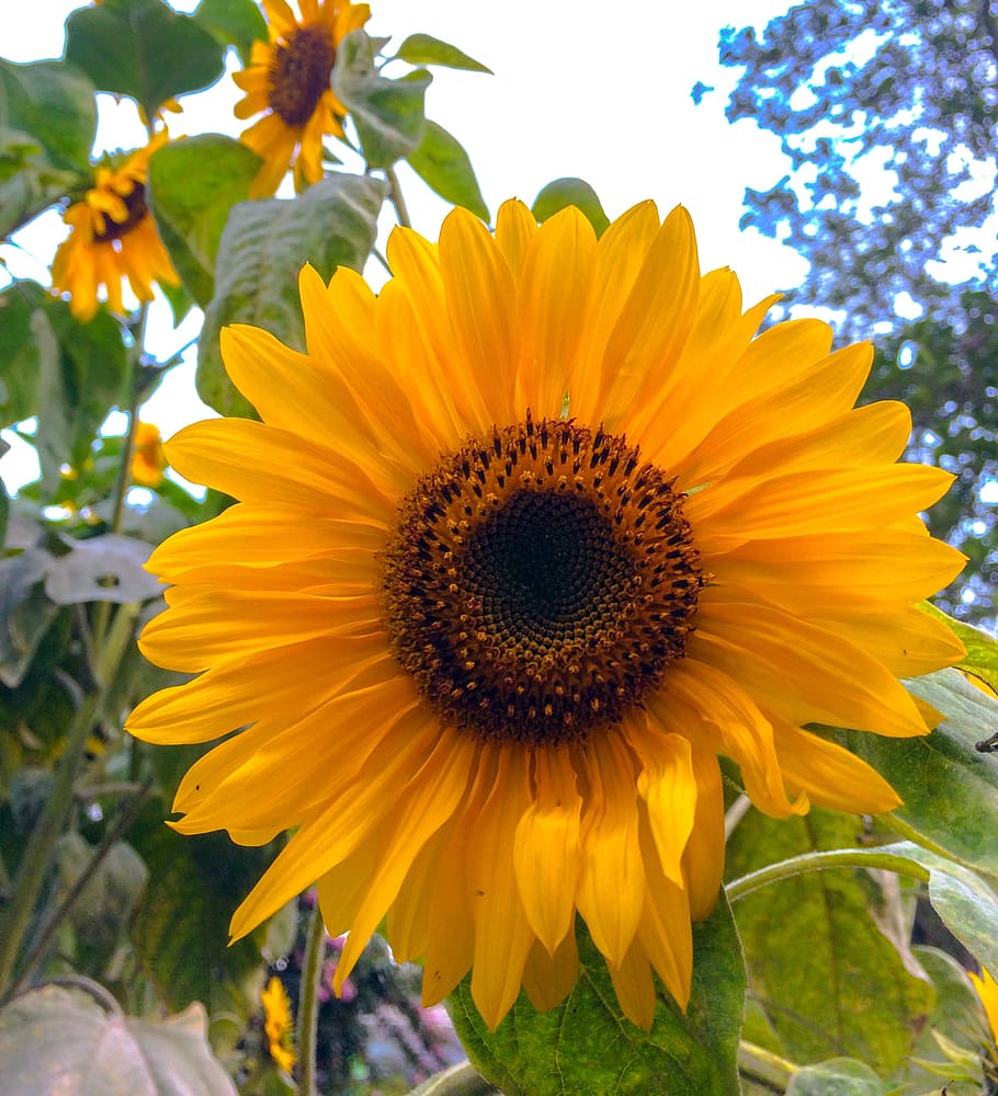 sunflower, flowering plant, yellow, freshness, fragility, growth HD wallpaper