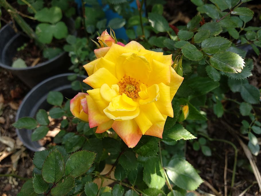 rosa, yellow, plant, flowering plant, growth, beauty in nature HD wallpaper