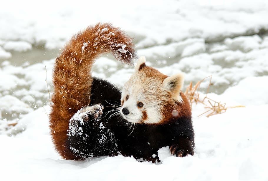 Red panda wallpapers HD  Download Free backgrounds