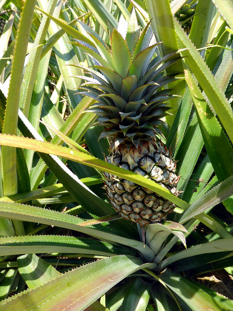 Pineapple, Fruit, Tropical, Exotic, healthy, delicious, outdoor HD wallpaper