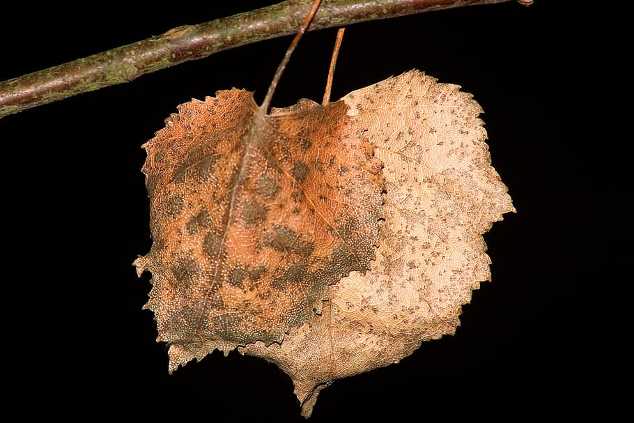 tree leaf, dry, brown, forest, nature, backgrounds, black background HD wallpaper