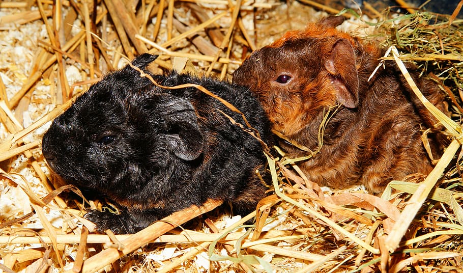 guinea pig, young animals, half a day old, nager, rodent, cute, HD wallpaper